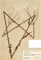 藏品(苦苣菜)的圖片